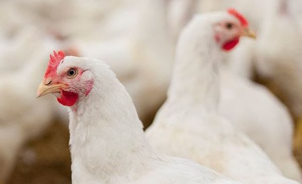 How To Use Story To Evolve A Poultry Brand