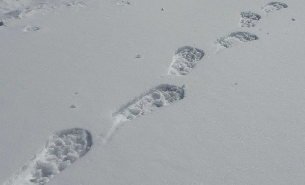 Blazing Trails To Brand Leadership