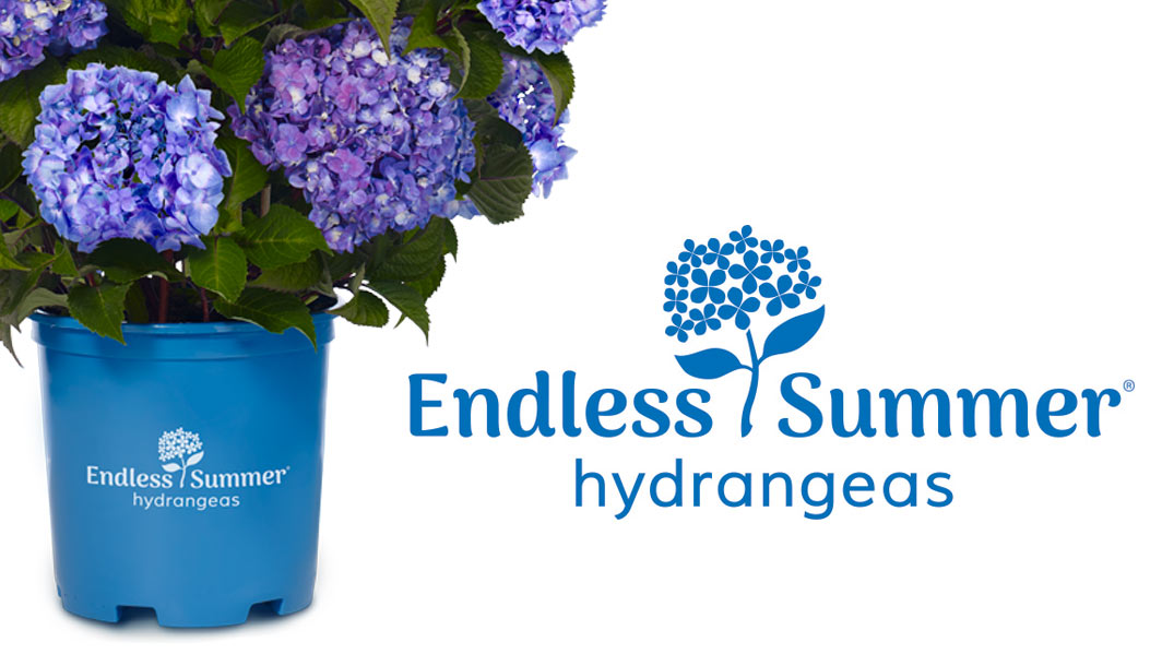 Brand Name Flowers Trend In Bloom