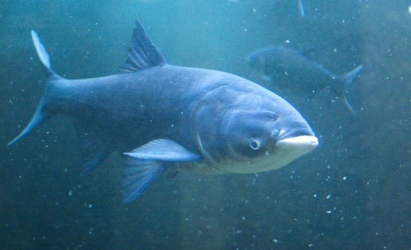 Rebranding The Asian Carp