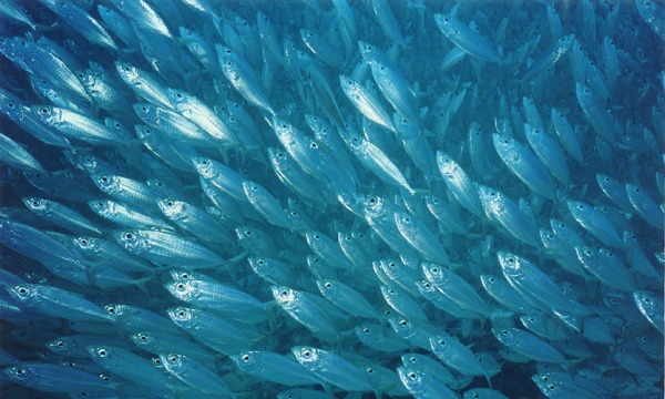 Is Your Brand Destined For Sameness?
