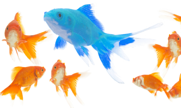 Questioning The Quest For Brand Differentiation