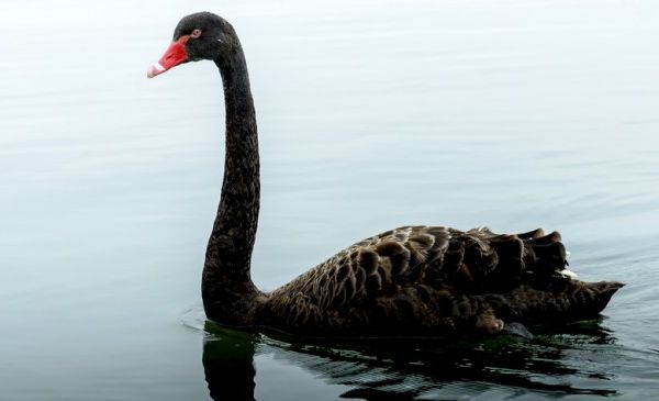 Brand Strategy For The Unexpected