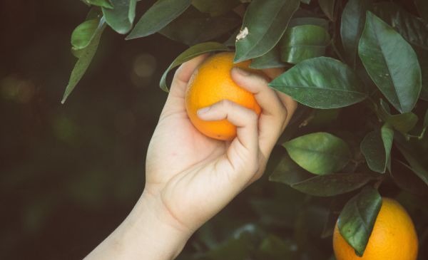 How Assumptions Destroyed The Citrus Hill Brand